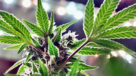 NY acting cannabis chief: Changes made in wake of OGS report.